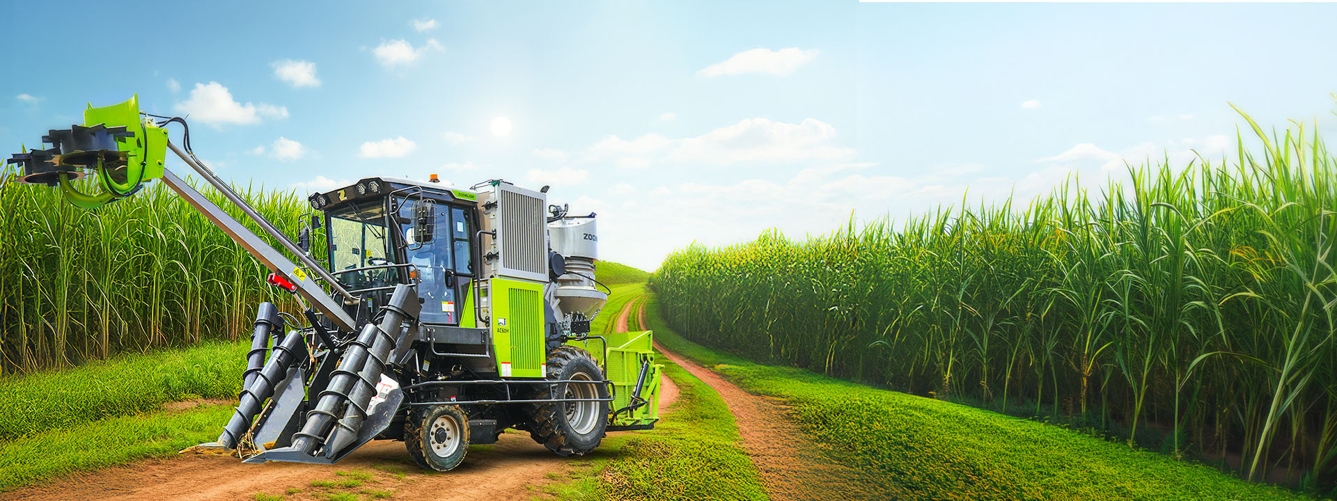 Sugarcane AC60H
