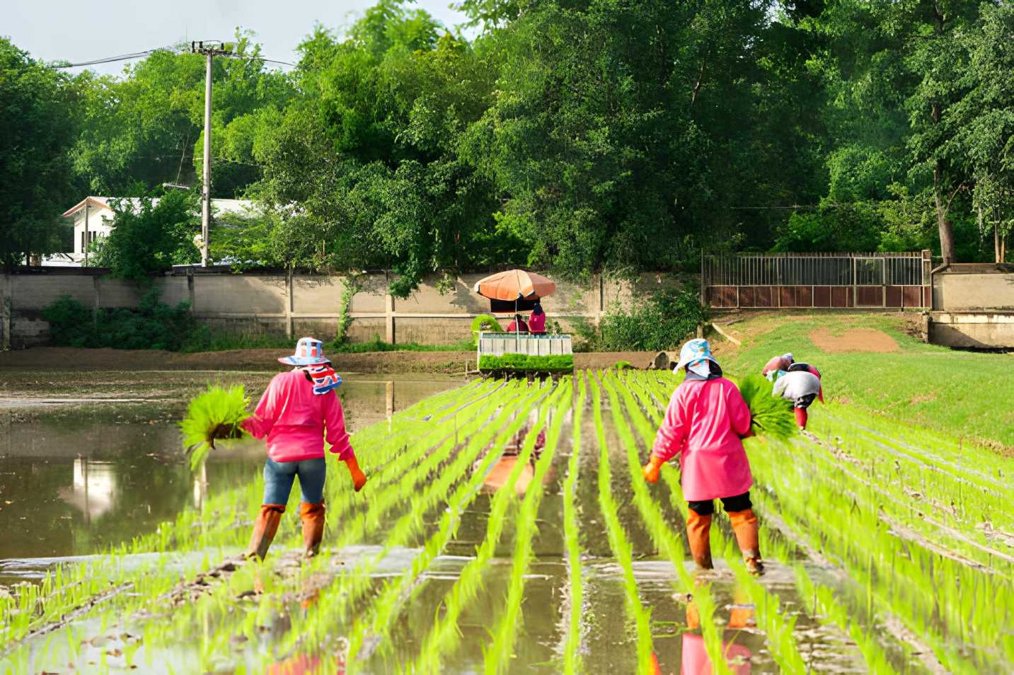 Mengenal Rice Transplanter dan Fungsinya