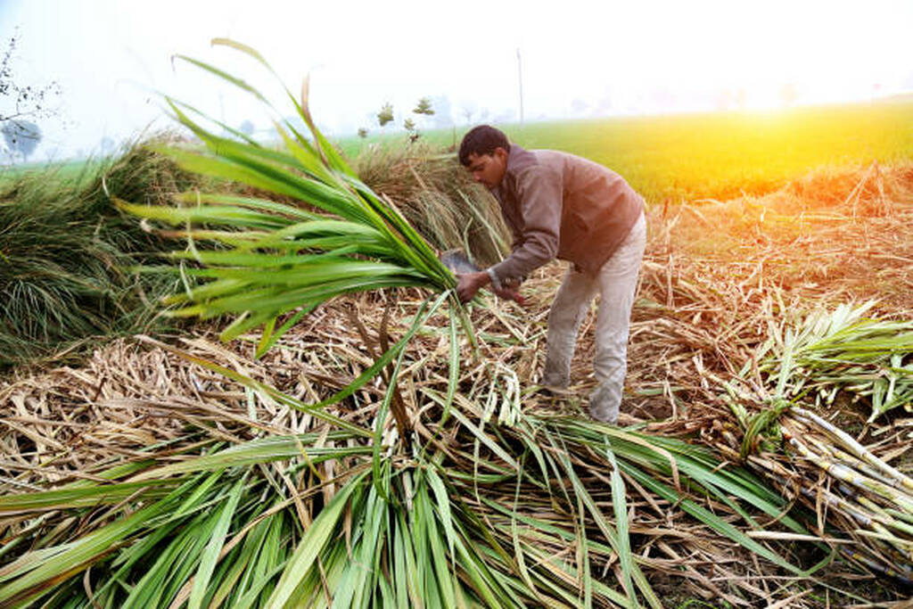 Mengenal Alat Panen Tebu (Sugarcane Harvester)